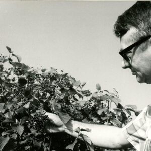 Deming_Seymour__Cooperative_Extension_Service_4_H_Agent_examines_fruit_produced_by_wildlife_shrubs.__Plants_available_through_District_Packet_Program_website-4538