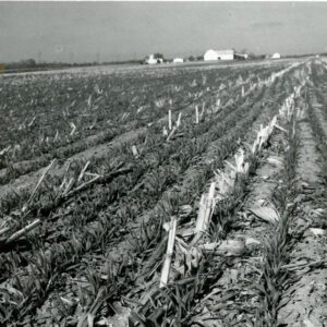 No till corn
