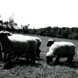 Sheep