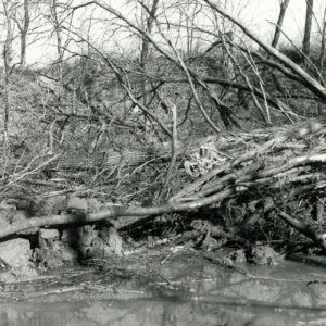 Stream bank management. Begin bioengineering on Oxbow Meander.