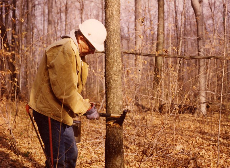Timber Stand Improvement
Photo ID#: S223
