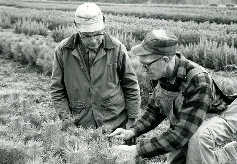 Two men examining trees
Photo ID#: S632