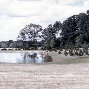 Unidentified_Pond_website-4334