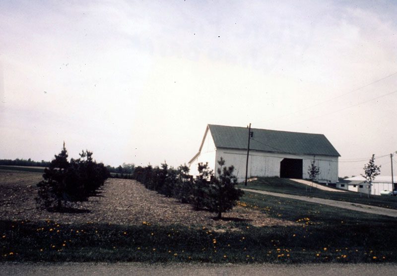 White Pine windbreak
Photo ID#: S725